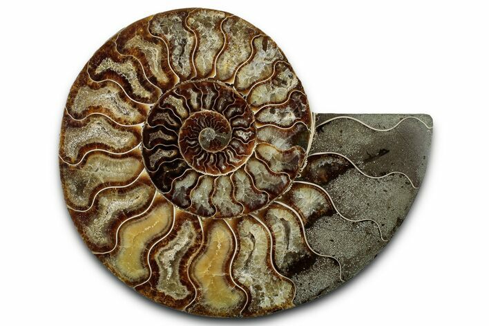 Cut & Polished Ammonite Fossil (Half) - Madagascar #347835